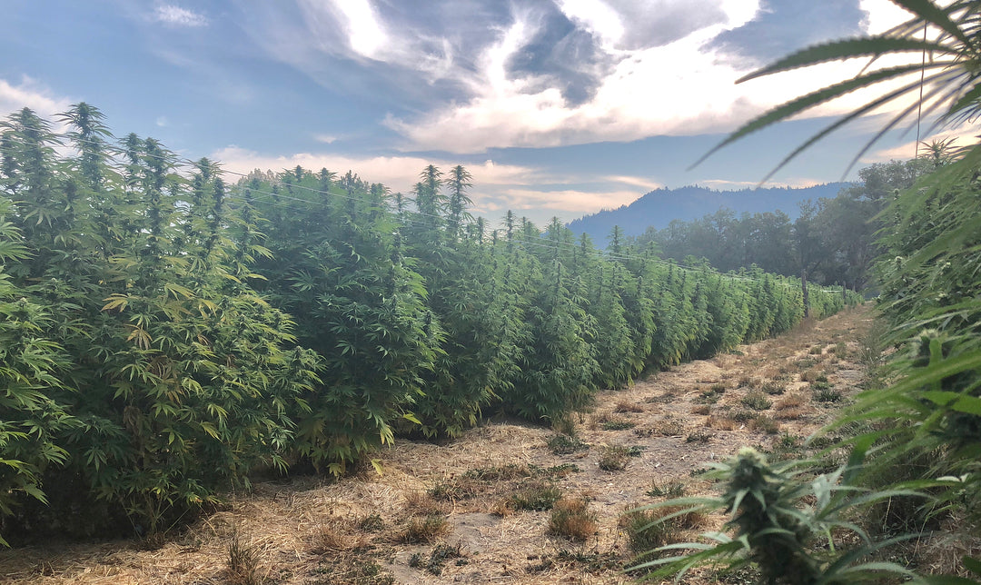 How Nothing But Hemp remains the best source for top-quality CBD