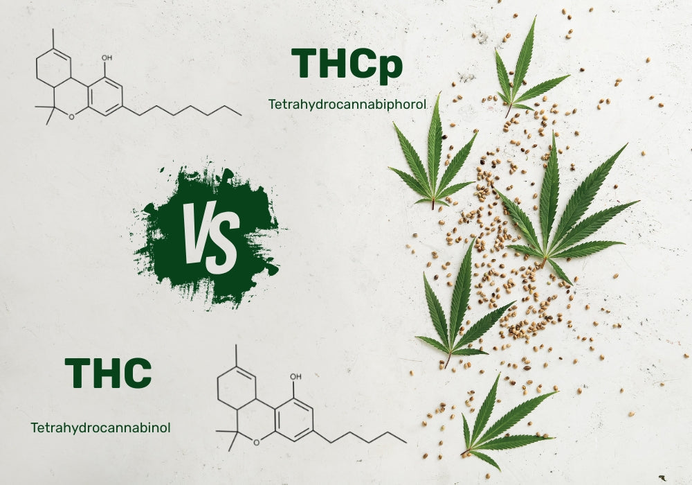 THCP vs THC: What’s the Difference and Which Is Stronger?