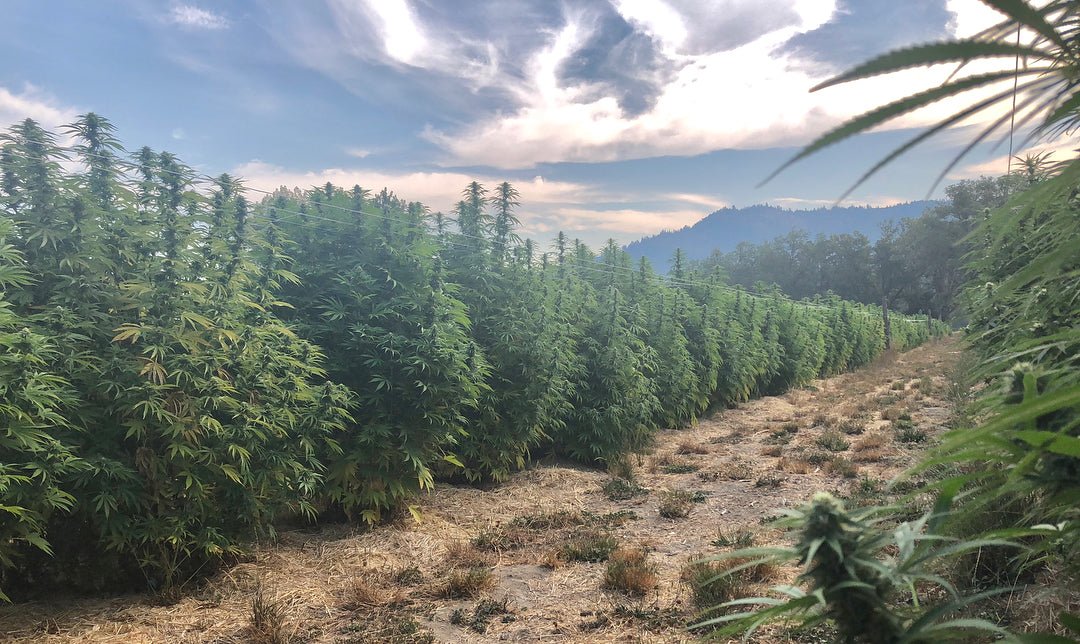 How Nothing But Hemp remains the best source for top-quality CBD