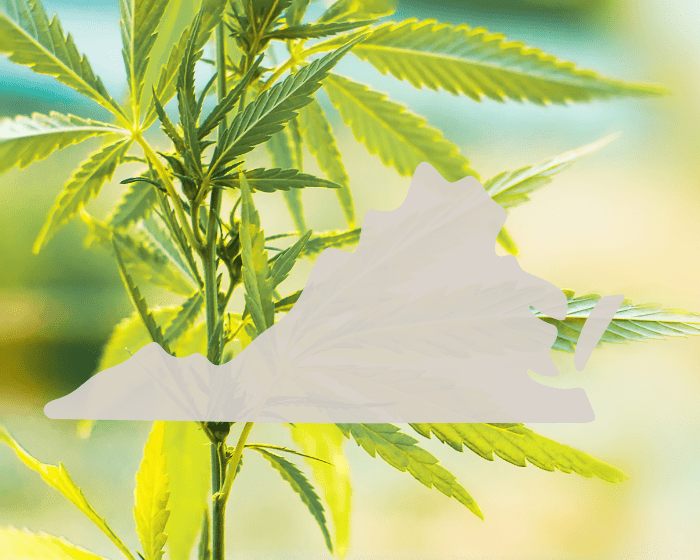 Virginia cracks down on delta-8 THC. Hemp industry pushes back.