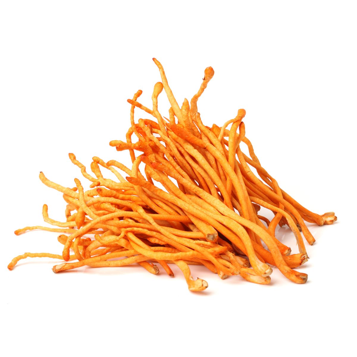 Cordyceps