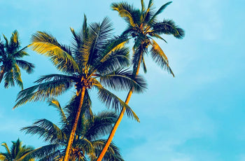 Buy Delta 8 THC Online in Coconut Creek, FL