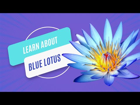 Functional Reishi & Blue Lotus Mushroom Gummies