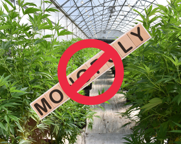 Staving Off Cannabis Industry Monopolies