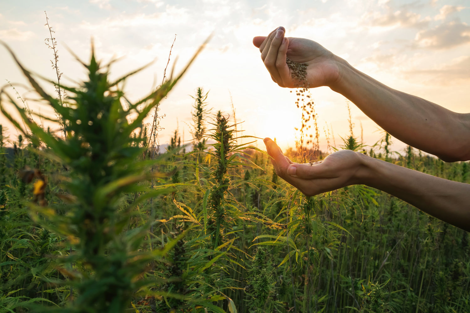 The Hemp Ban: What It Means for Genetics, Seeds, and Why Marijuana Companies Should Be Alarmed