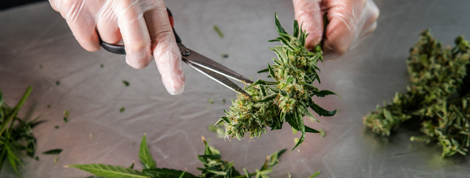 While falling hemp prices make farmers eligible for COVID loans, industry keeps silver linings