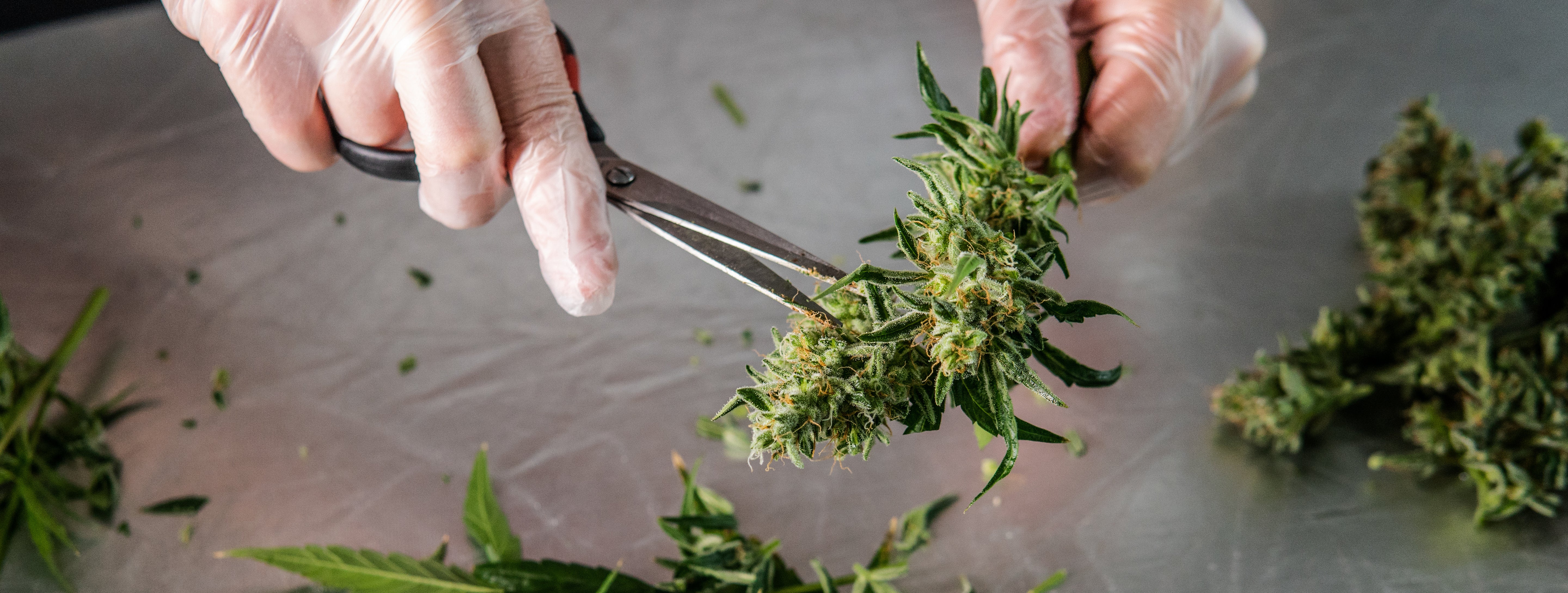 MN joins growing list of jurisdictions with USDA approval