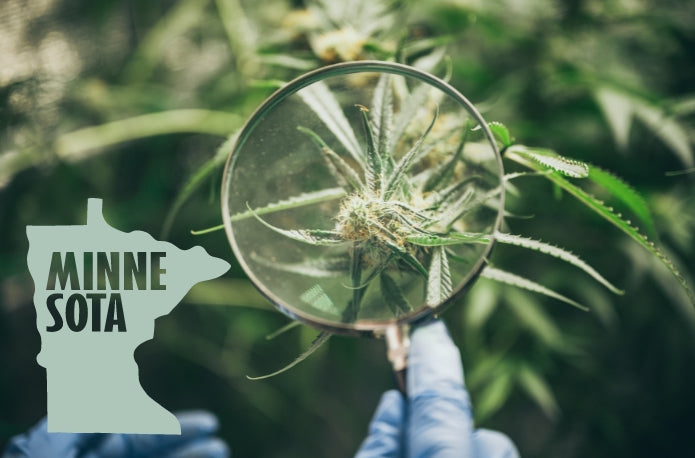 Minnesota Officials Unveil Plan to Combat the Illegal Sale of Raw Cannabis Flower From Licensed Hemp Retailers
