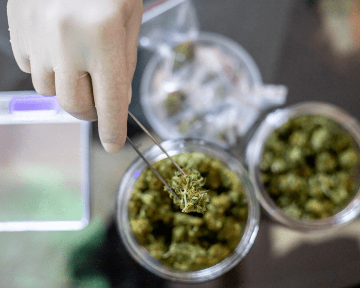 Federal lawmakers are working to streamline cannabis research