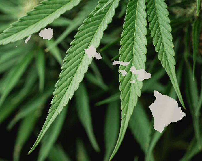Hawaii hemp retailer sues state after raid
