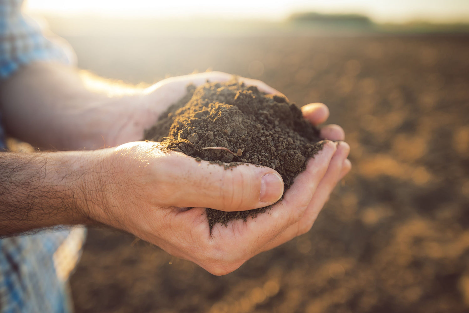 How to choose the right site for a new hemp field