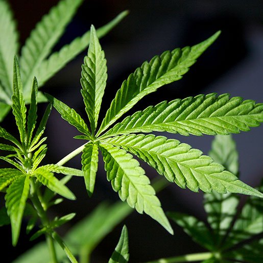 Interaction Between Cannabis Terpenes and Other Cannabinoids May Provide ‘Novel’ Treatments in the Future