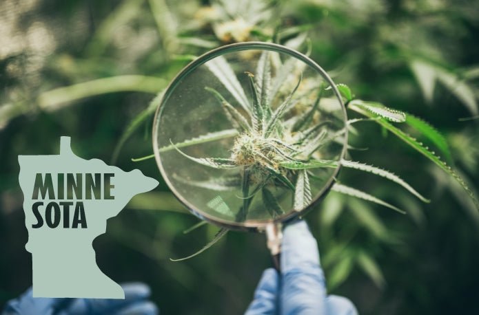 Minnesota Officials Unveil Plan to Combat the Illegal Sale of Raw Cannabis Flower From Licensed Hemp Retailers