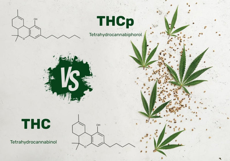 THCP vs THC: What’s the Difference and Which Is Stronger?