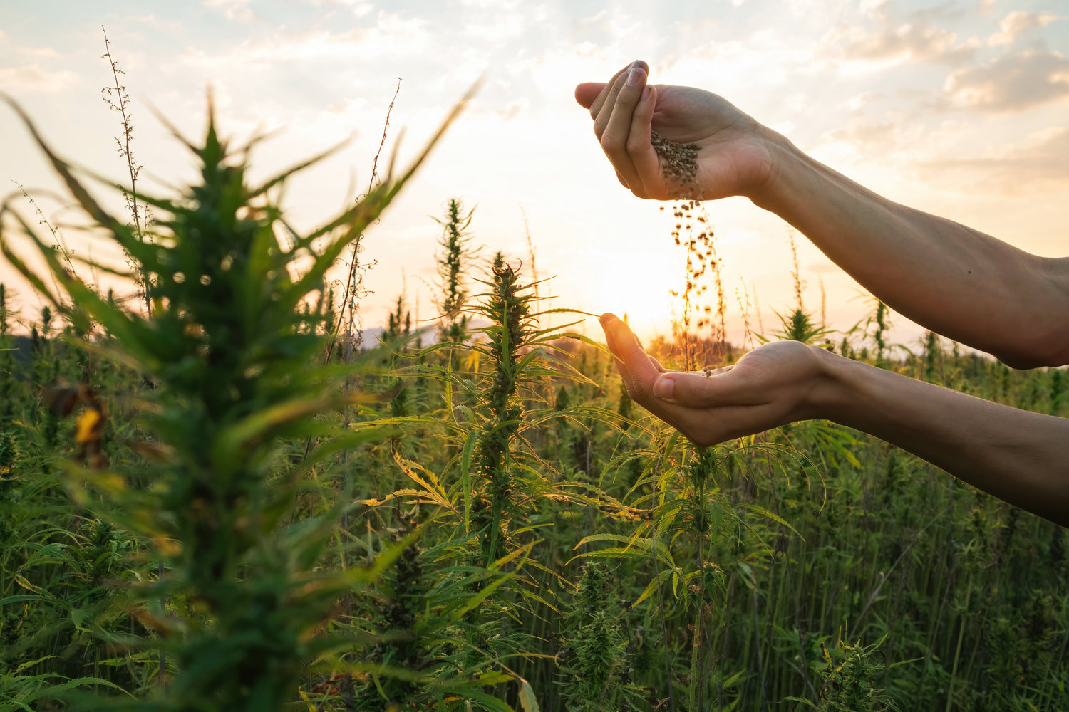 The Hemp Ban: What It Means for Genetics, Seeds, and Why Marijuana Companies Should Be Alarmed