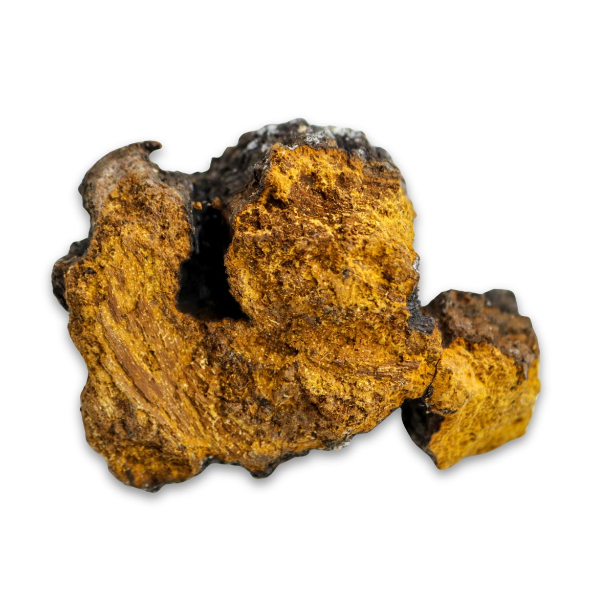 Chaga